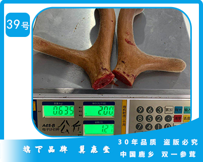 浙江省吉林特产鹿茸批发价 39号鹿茸展示